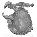 KNM-ER 13750 Paranthropus boisei cranium inferior
