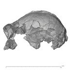 KNM-ER 13750 Paranthropus boisei cranium lateral