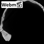 KNM-ER 13750 Paranthropus boisei cranium ct stack movie