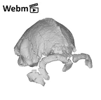 KNM-ER 13750 Paranthropus boisei cranium ply movie