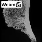 KNM-ER 1465A Hominin left proximal femur ct stack movie