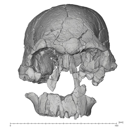 KNM-ER 1470 Homo rudolfensis cranium anterior