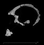 KNM-ER 1470 Homo rudolfensis cranium ct slice