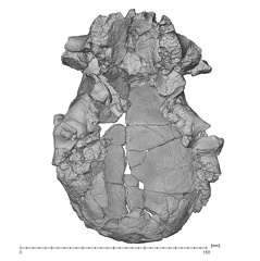 KNM-ER 1470 Homo rudolfensis cranium inferior