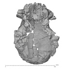 KNM-ER 1470 Homo rudolfensis cranium inferior