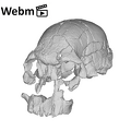 KNM-ER 1470 Homo rudolfensis cranium ply movie