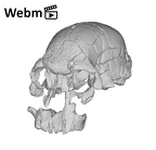 KNM-ER 1470 Homo rudolfensis cranium ply movie