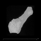KNM-ER 1470 Homo rudolfensis occipital fragment ct slice