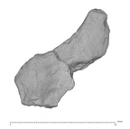 KNM-ER 1470 Homo rudolfensis occipital fragment view 1
