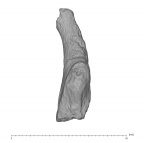 KNM-ER 1470 Homo rudolfensis occipital fragment view 2