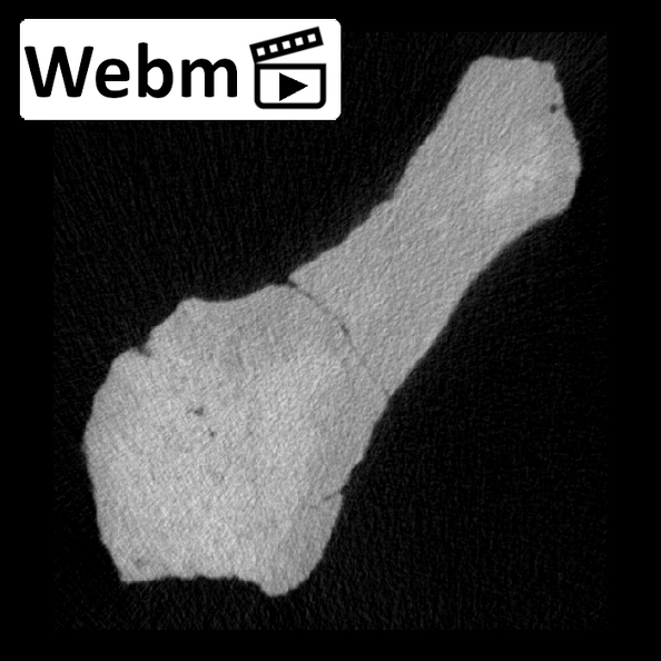 KNM-ER 1470 Homo rudolfensis occipital fragment ct stack movie