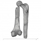 KNM-ER 1472 Hominin right femur view 1