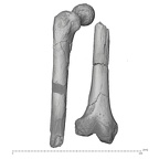 KNM-ER 1472 Hominin right femur view 2