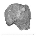 KNM-ER 1473 Hominin right proximal humerus view 1