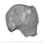 KNM-ER 1473 Hominin right proximal humerus view 1