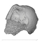 KNM-ER 1473 Hominin right proximal humerus view 3