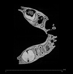 KNM-ER 1477A Paranthropus boisei mandible ct slice