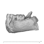 KNM-ER 1477A Paranthropus boisei mandible lateral