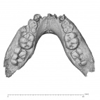 KNM-ER 1477A Paranthropus boisei mandible superior