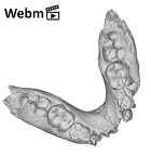 KNM-ER 1477A Paranthropus boisei mandible ply movie