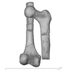 KNM-ER 1481A Homo habilis left femur view 1