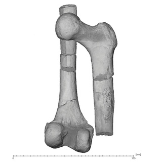 KNM-ER 1481A Homo habilis left femur view 1