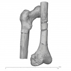 KNM-ER 1481A Homo habilis left femur view 2