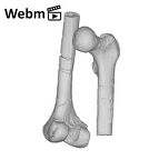 KNM-ER 1481A Homo habilis left femur ply movie