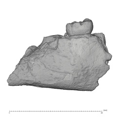 KNM-ER 1502 Homo sp. partial mandible lateral