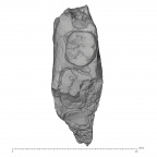 KNM-ER 1502 Homo sp. partial mandible superior