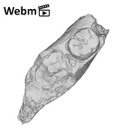 KNM-ER 1502 Homo sp. partial mandible ply movie
