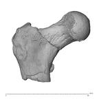KNM-ER 1503 Hominin right proximal femur anterior