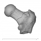 KNM-ER 1503 Hominin right proximal femur posterior