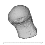 KNM-ER 1505A Hominin left proximal femur anterior