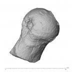 KNM-ER 1505A Hominin left proximal femur posterior