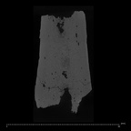 KNM-ER 1505B Hominin left femur shaft fragment ct slice