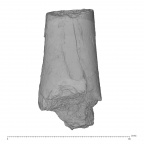KNM-ER 1505B Hominin left femur shaft fragment