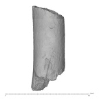 KNM-ER 1505B Hominin left femur shaft fragment view 2