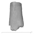 KNM-ER 1505B Hominin left femur shaft fragment view 3