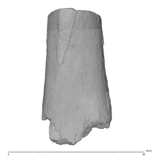 KNM-ER 1505B Hominin left femur shaft fragment view 3
