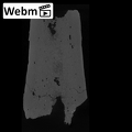 KNM-ER 1505B Hominin left femur shaft fragment ct stack movie