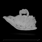 KNM-ER 1506A Homo sp. partial mandible ct slice