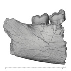 KNM-ER 1506A Homo sp. partial mandible lateral