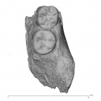 KNM-ER 1506A Homo sp. partial mandible