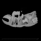 KNM-ER 1507 Homo sp. partial mandible ct slice