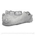 KNM-ER 1507 Homo sp. partial mandible lateral