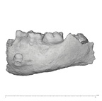 KNM-ER 1507 Homo sp. partial mandible lateral