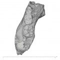 KNM-ER 1507 Homo sp. partial mandible superior