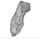 KNM-ER 1507 Homo sp. partial mandible