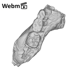 KNM-ER 1507 Homo sp. partial mandible ply movie